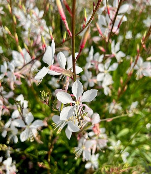 Gaura lindheimeri 'Whirling Butterflies'